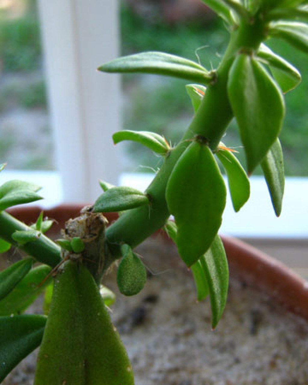 Pereskiopsis Spathulata