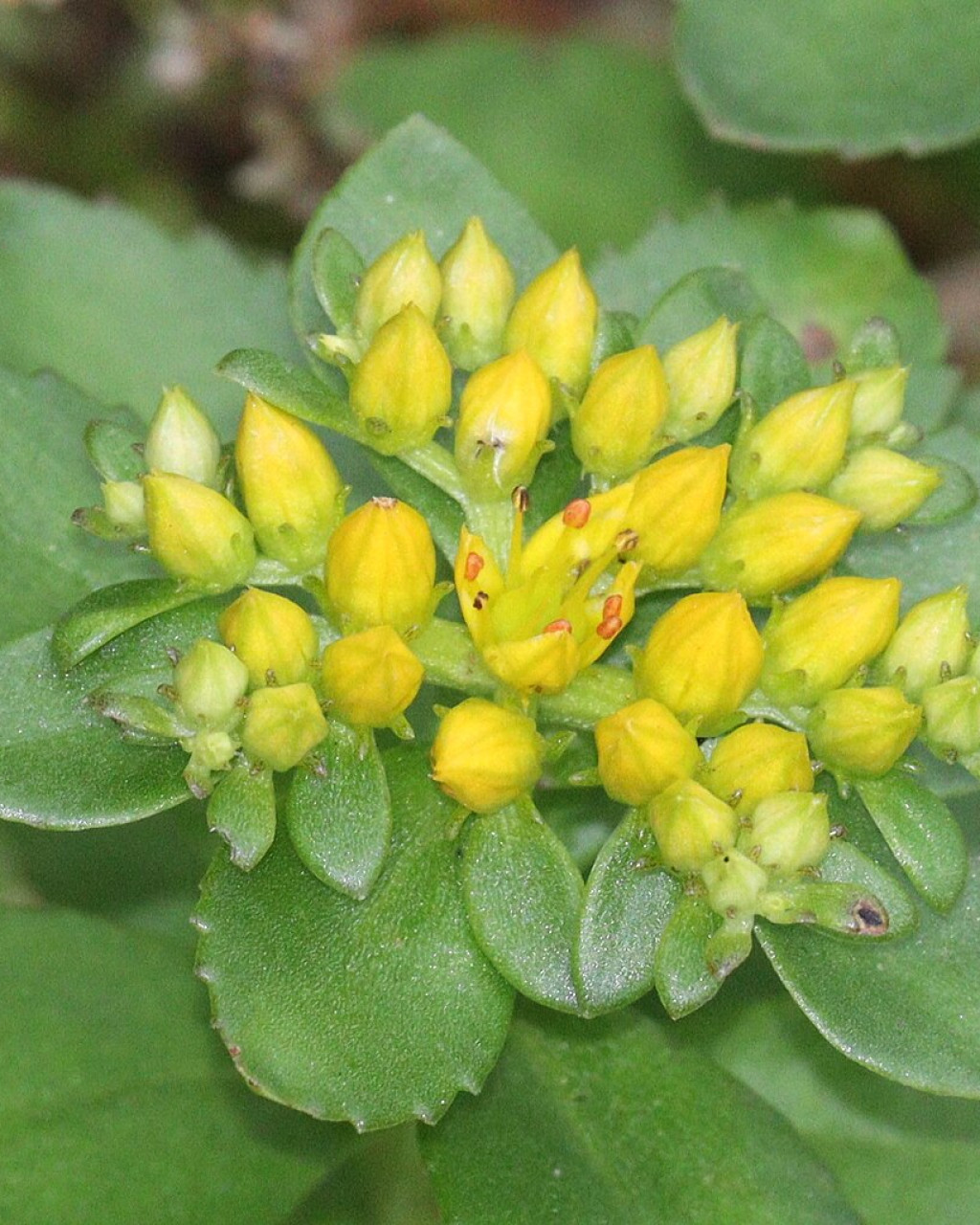 Phedimus aizoon var. floribundus