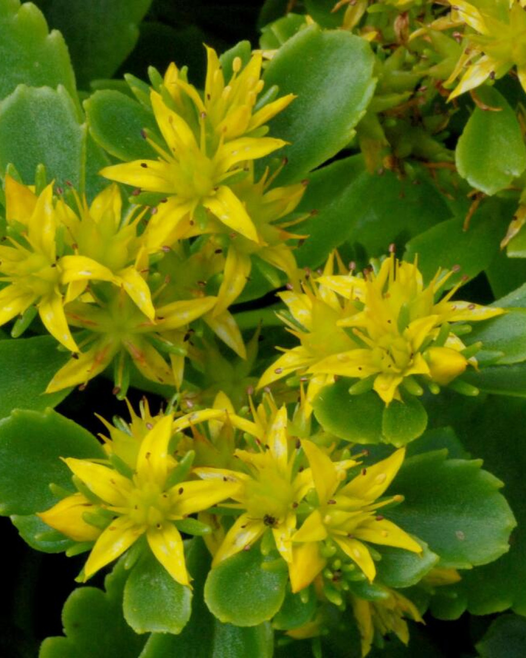 Phedimus ellacombianus