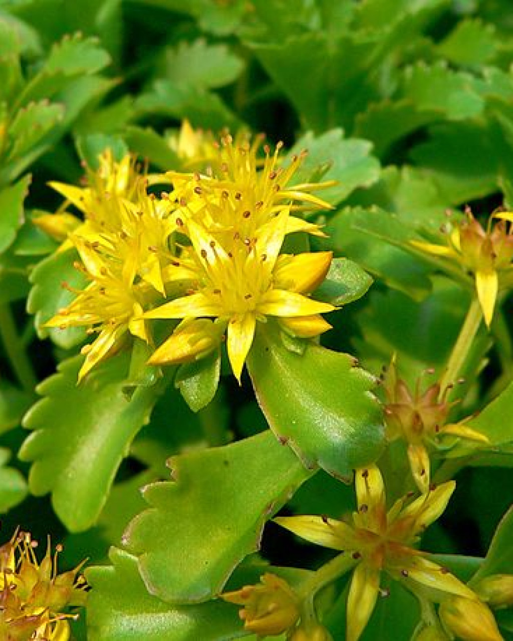 Phedimus kamtschaticus