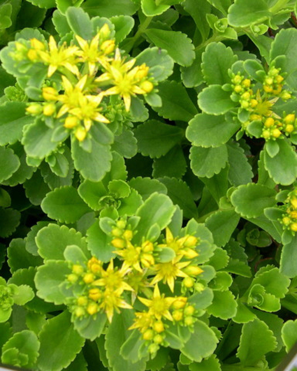 Phedimus kamtschaticus 'Golden Carpet'