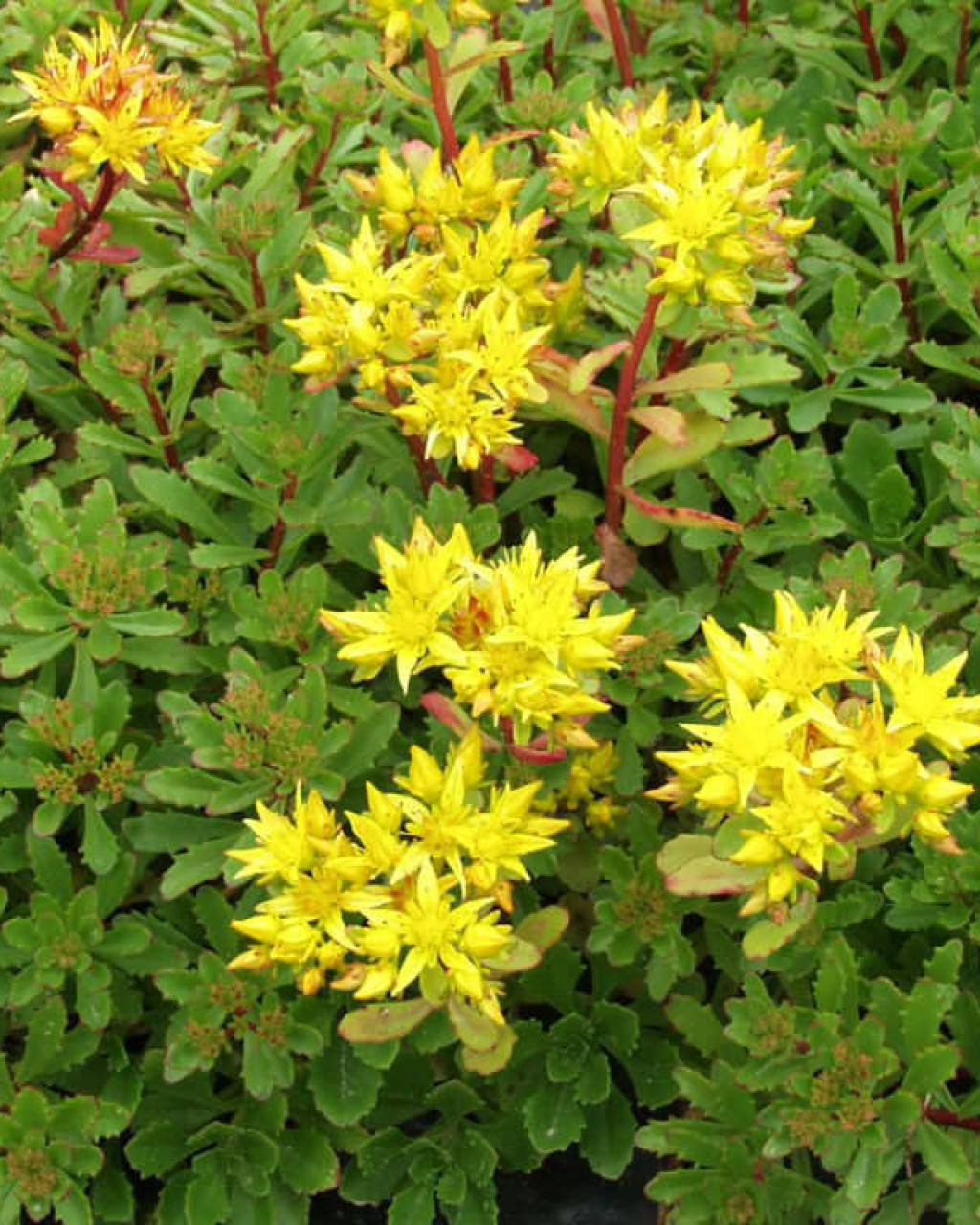 Phedimus kamtschaticus var. floriferum