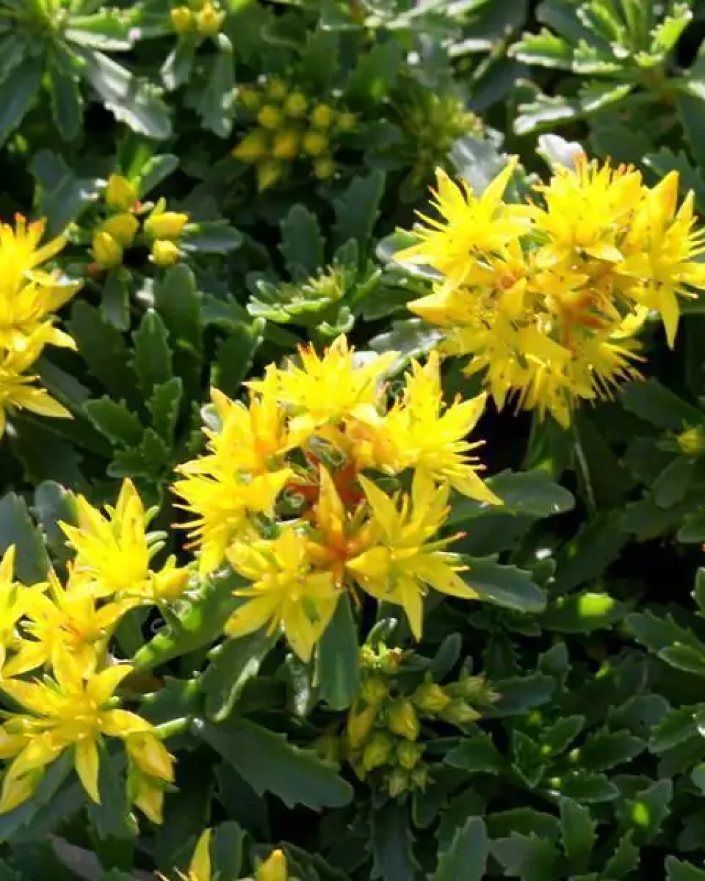 Phedimus kamtschaticus var. floriferum 'Weihenstephaner Gold'