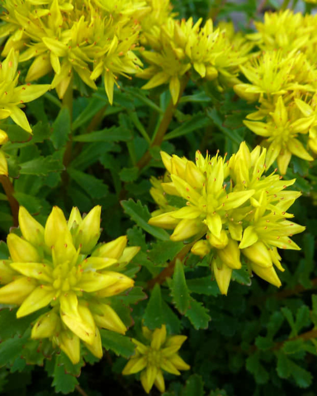 Phedimus middendorfianus