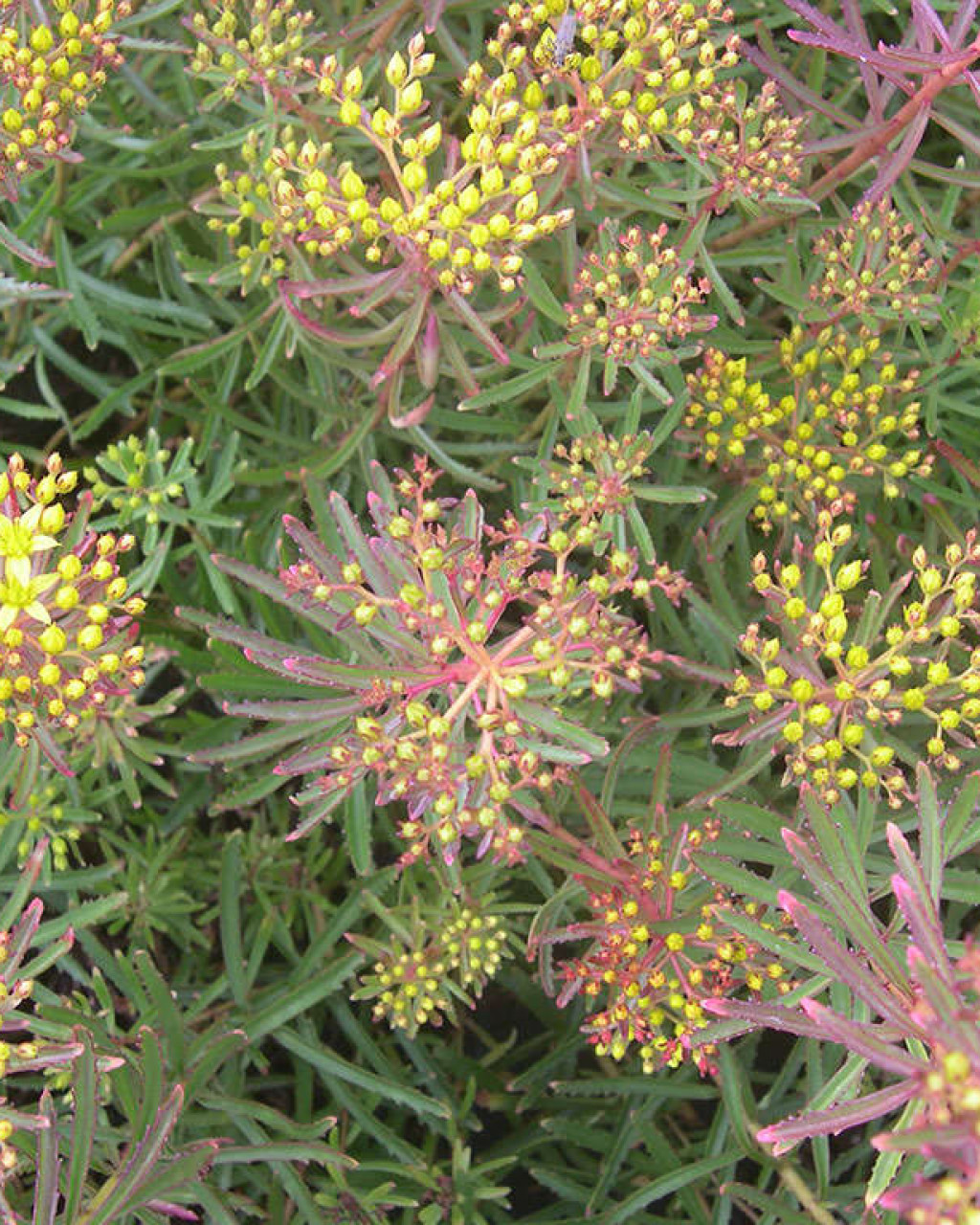 Phedimus middendorfianus f. striatus