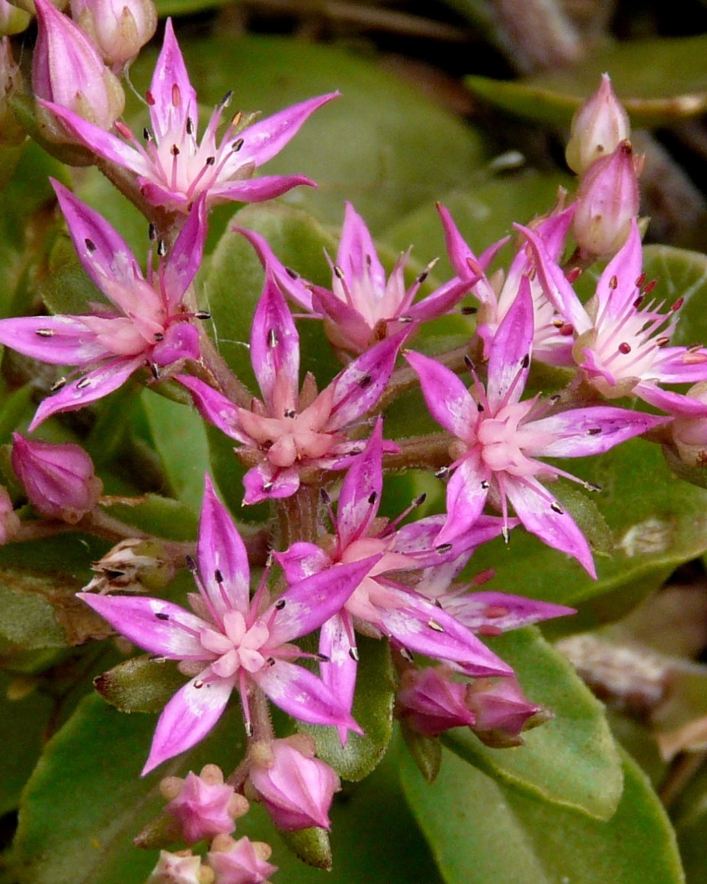 Phedimus obtusifolius