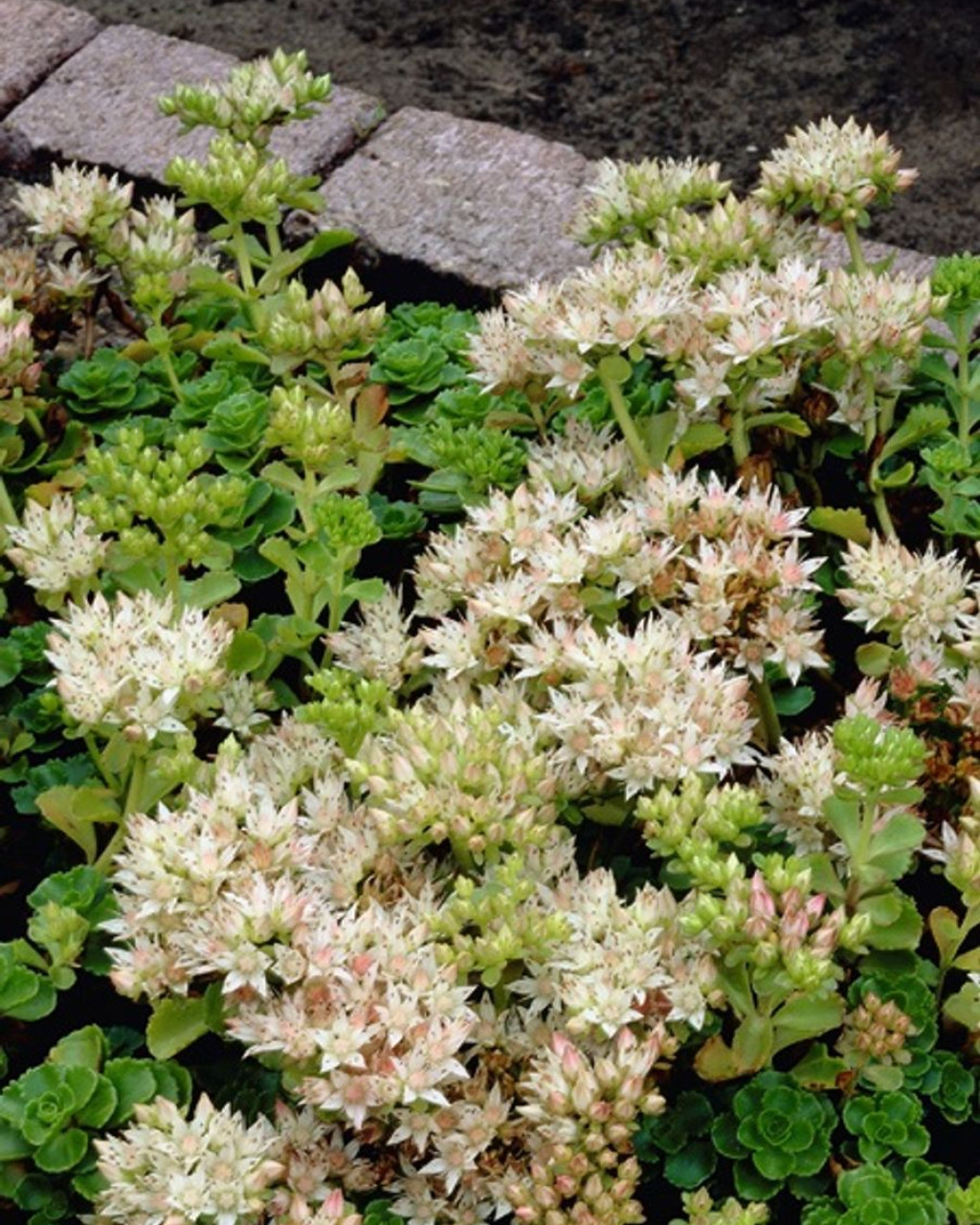 Phedimus spurius 'Album Superbum'