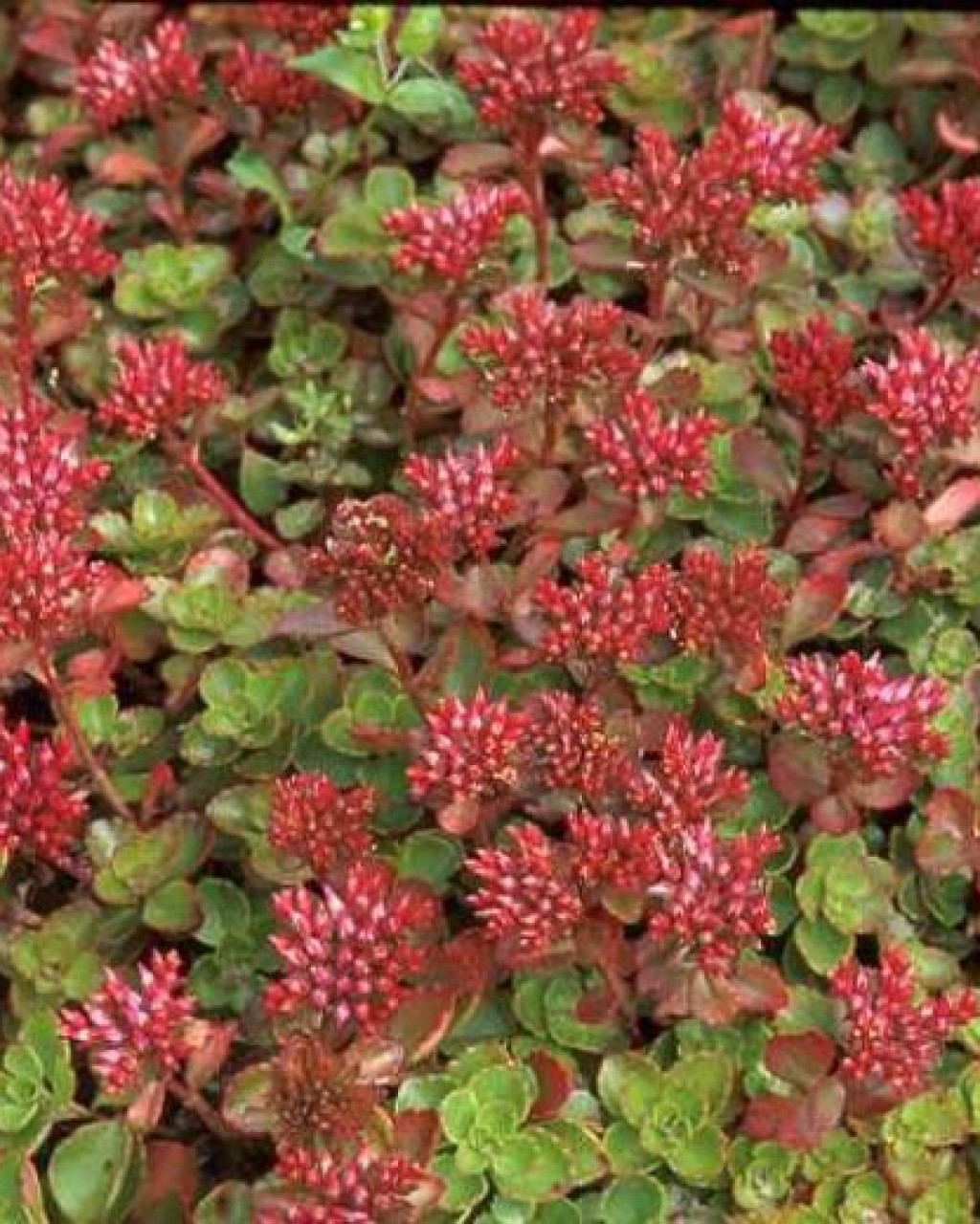 Phedimus spurius 'Fuldaglut'