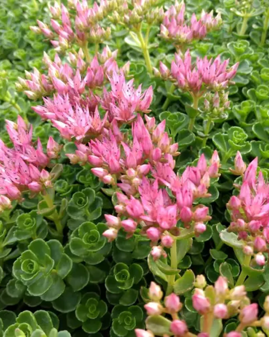 Phedimus spurius 'John Creech'