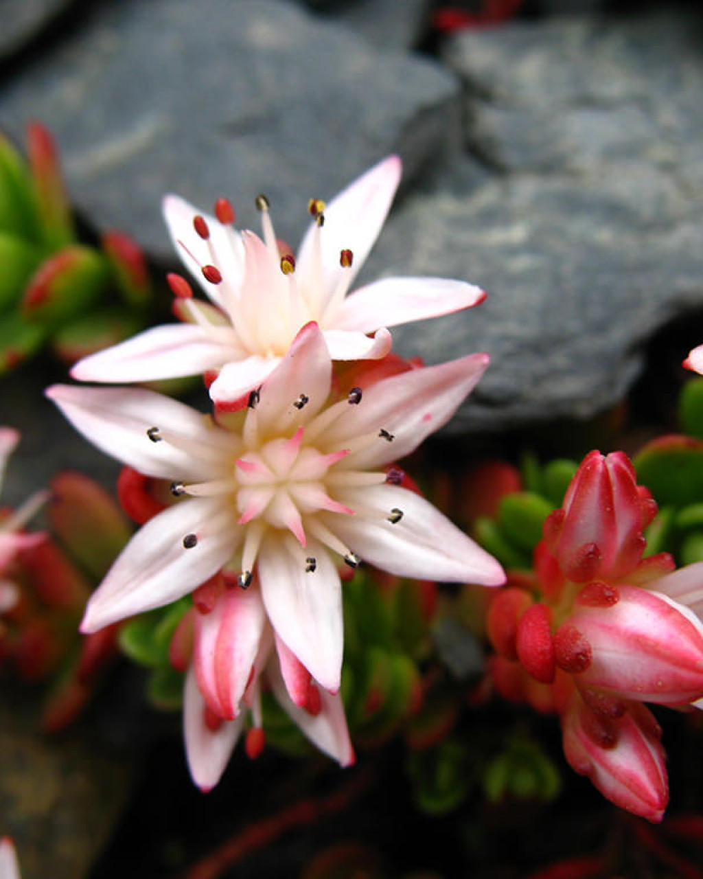 Phedimus stevenianus