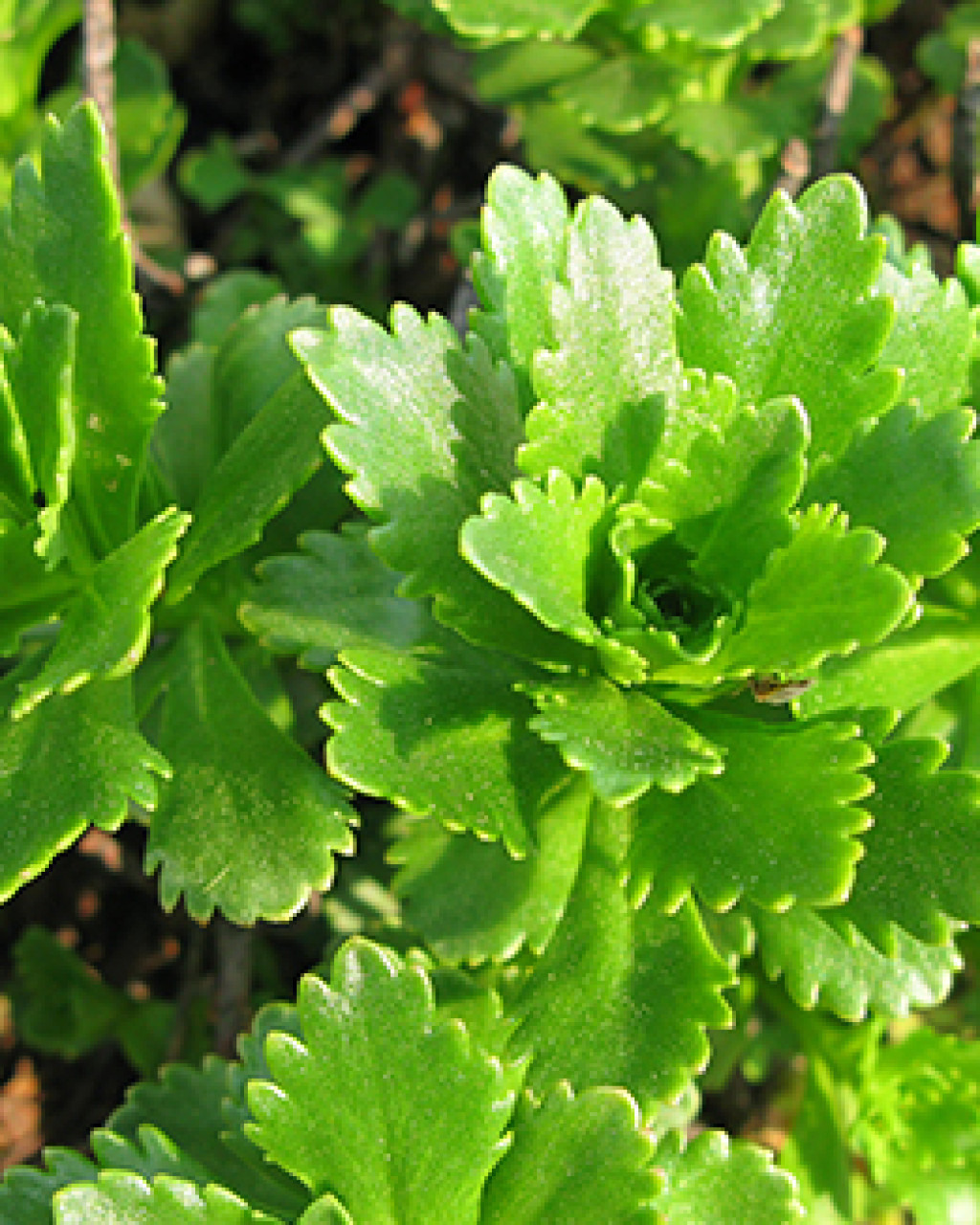 Phedimus takesimensis