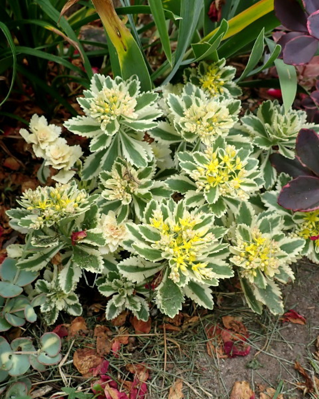 Phedimus takesimensis 'Atlantis'