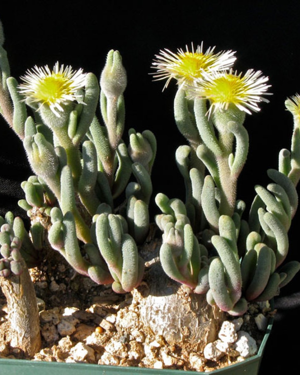 Phyllobolus Congestus