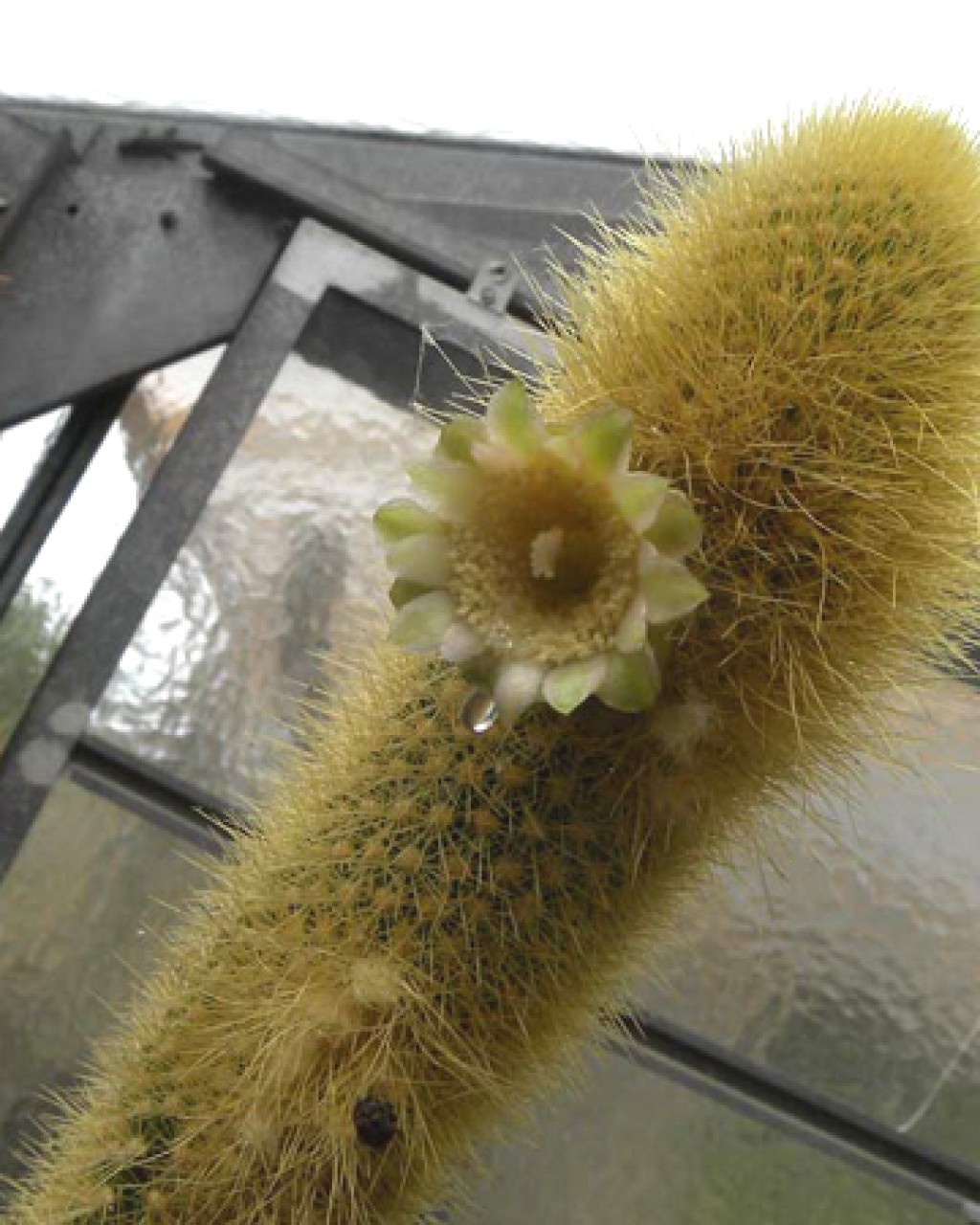 Pilosocereus Aureispinus