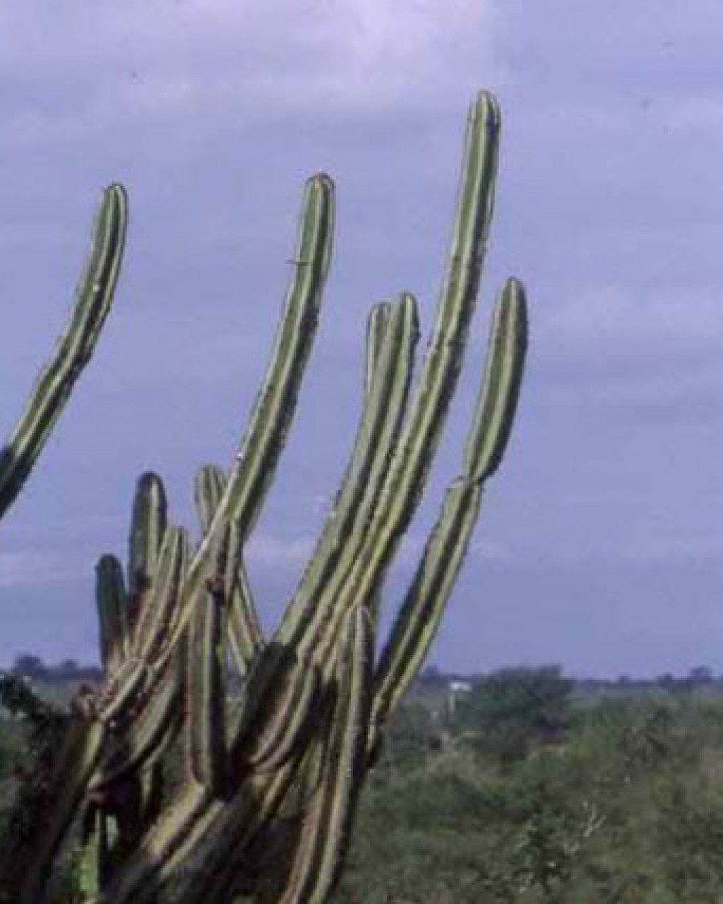 Pilosocereus Catingicola