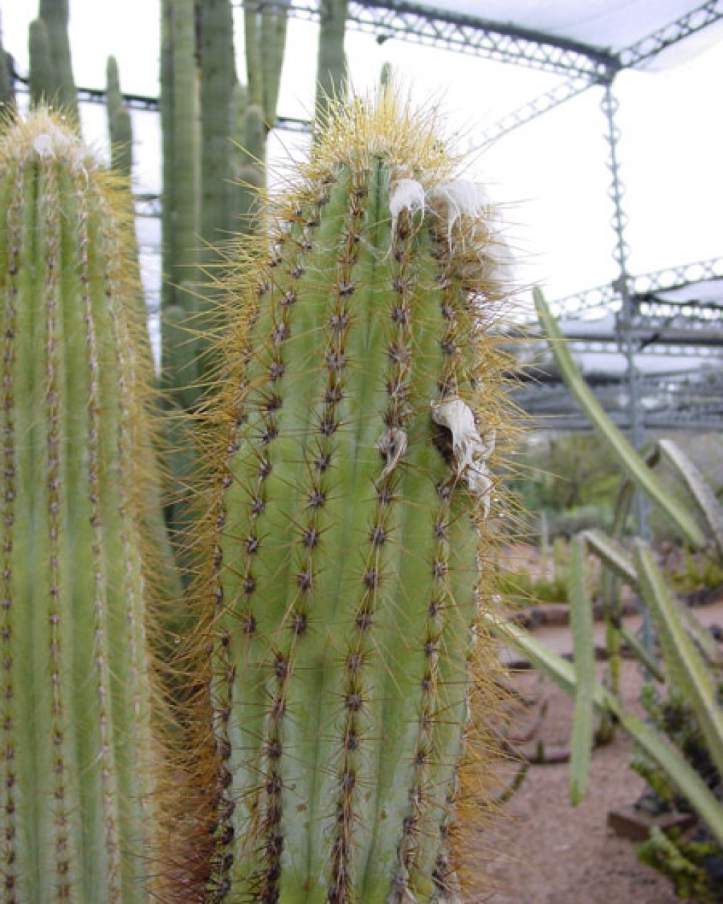 Pilosocereus Chrysacanthus
