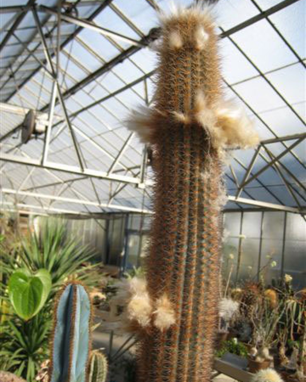 Pilosocereus Densiareolatus