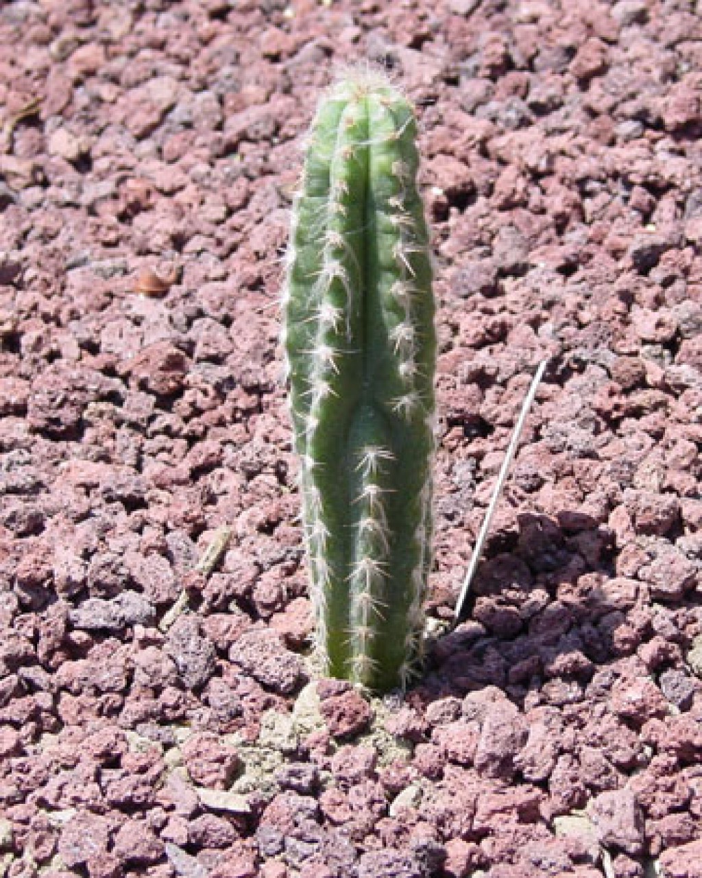 Pilosocereus Glaucochrous