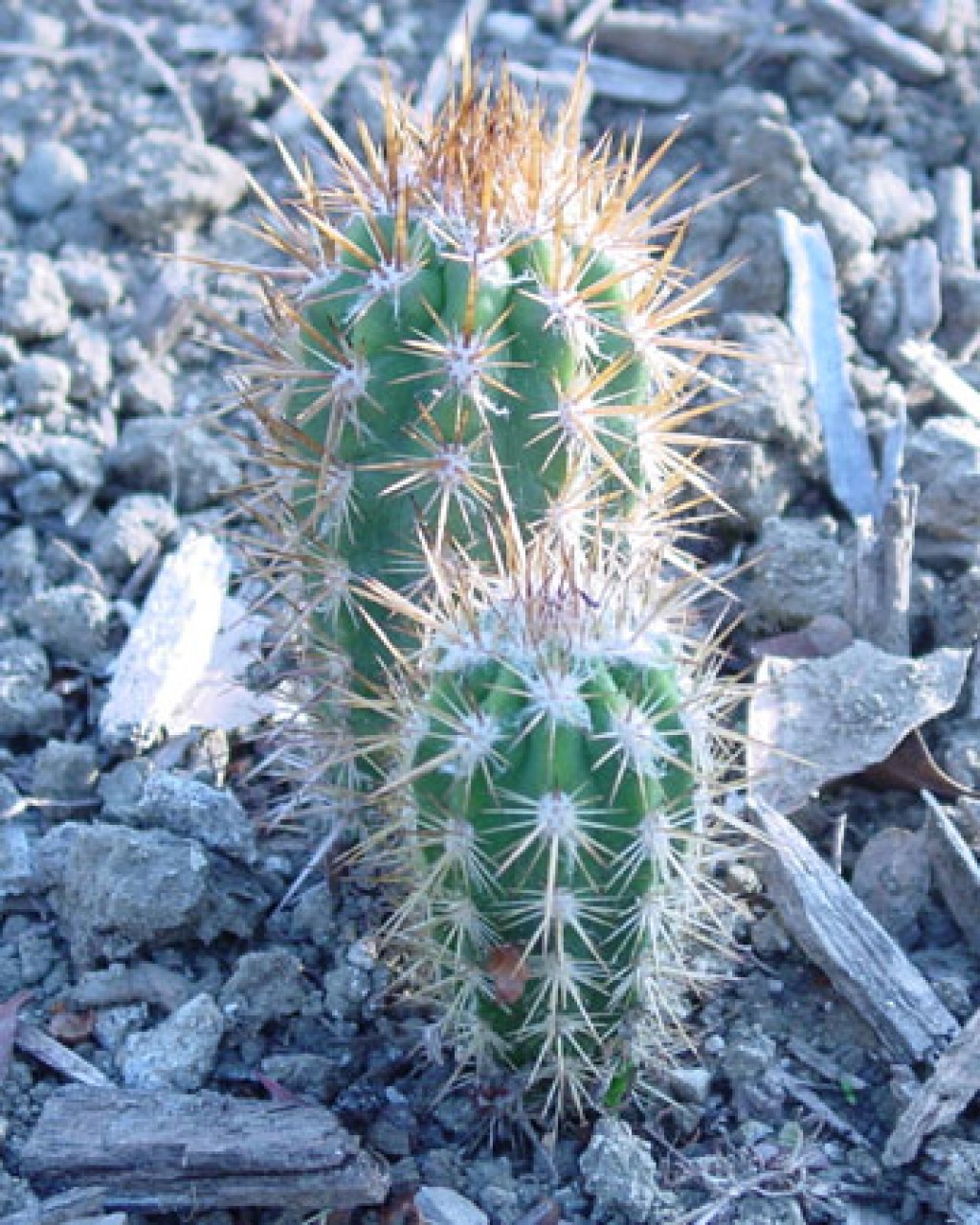 Pilosocereus Gounellei