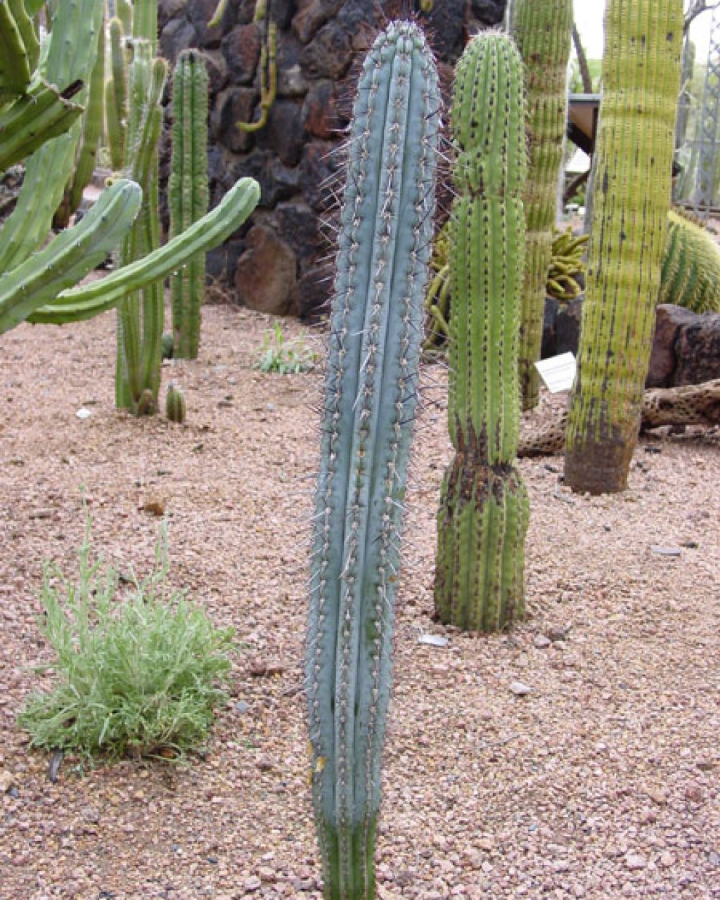 Pilosocereus Lanuginosus