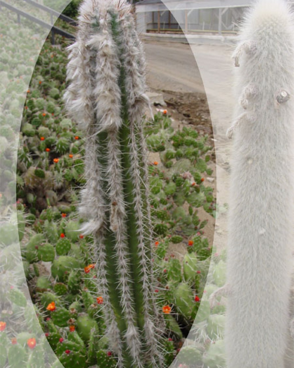 Pilosocereus Leucocephalus