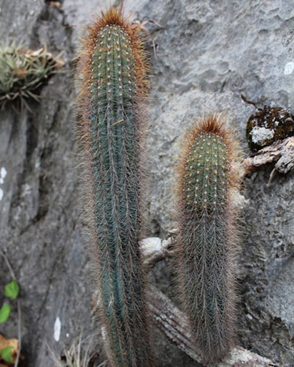 Pilosocereus Mollispinus