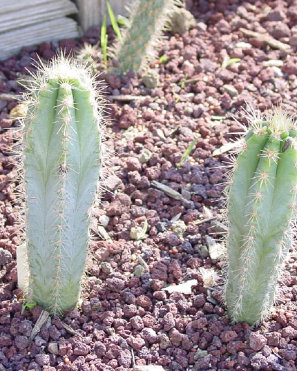 Pilosocereus Pachycladus
