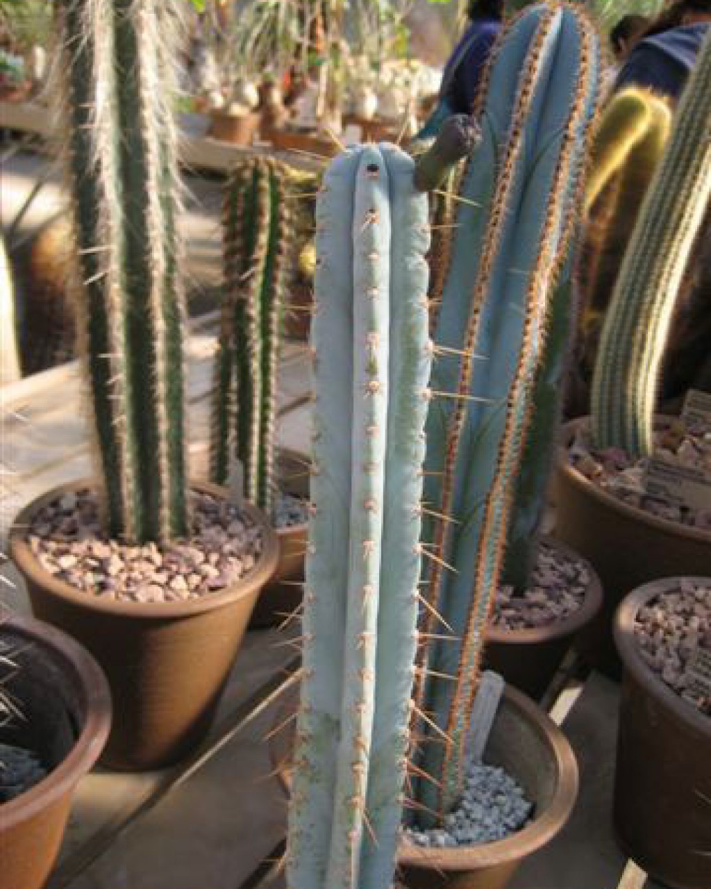 Pilosocereus Pentaedrophorus