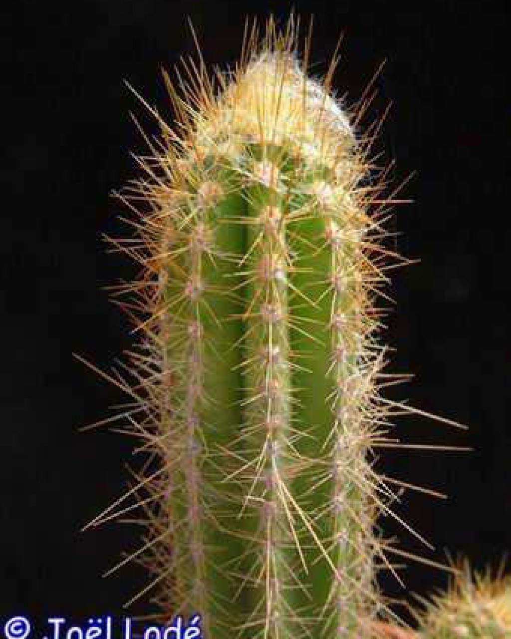 Pilosocereus Polygonus