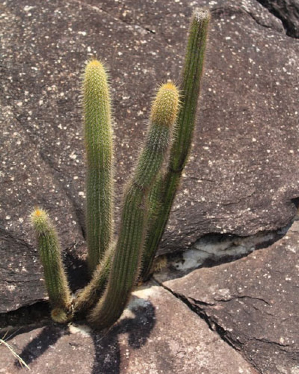 Pilosocereus Vilaboensis