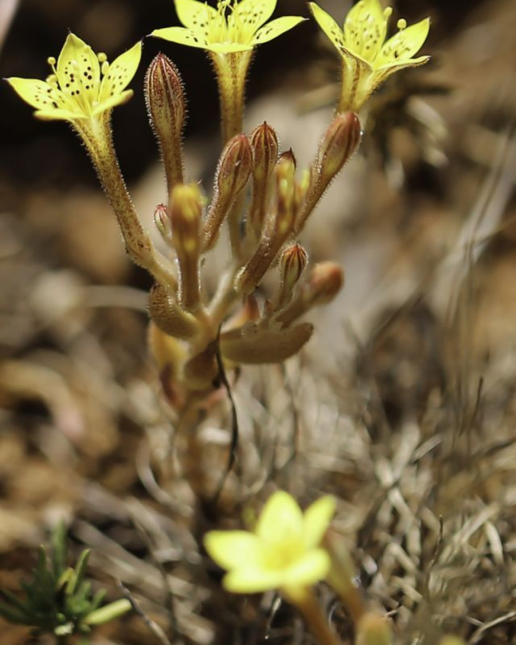 Pistorinia breviflora