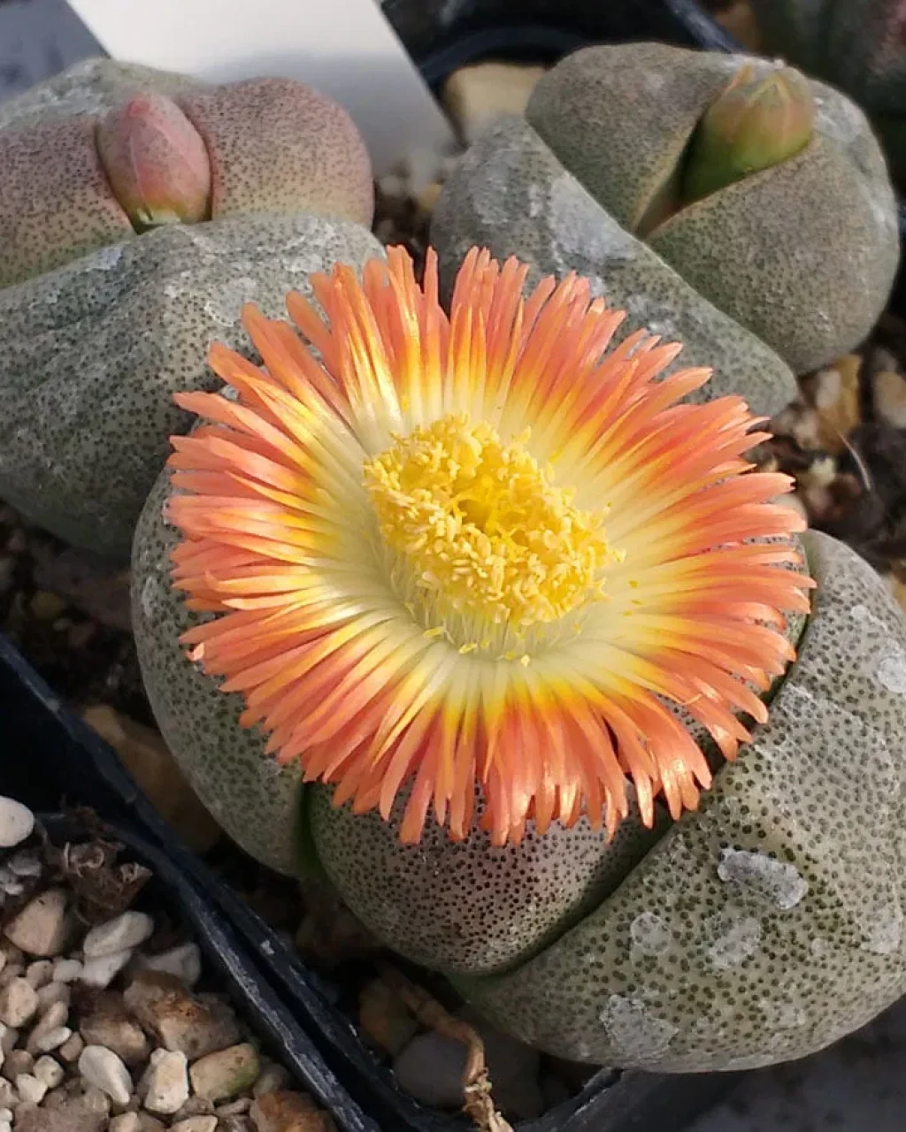 Pleiospilos