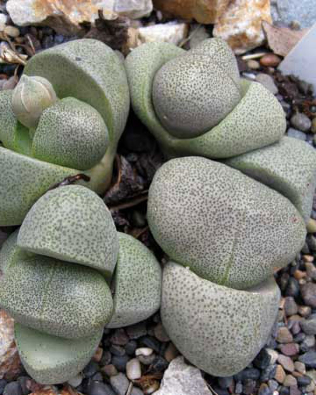 Pleiospilos Nelii
