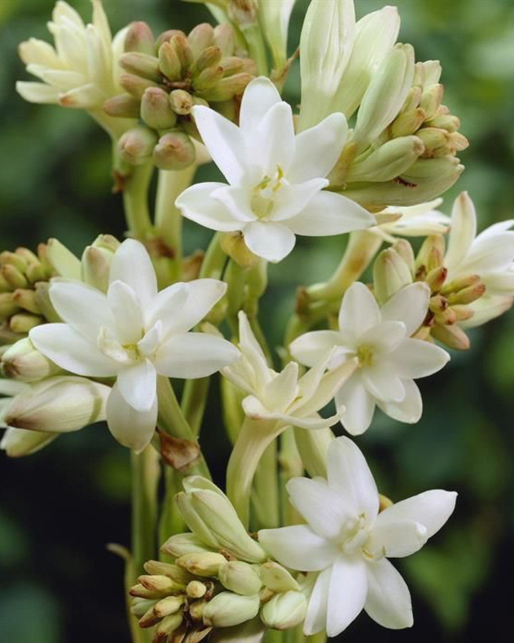 Polianthes