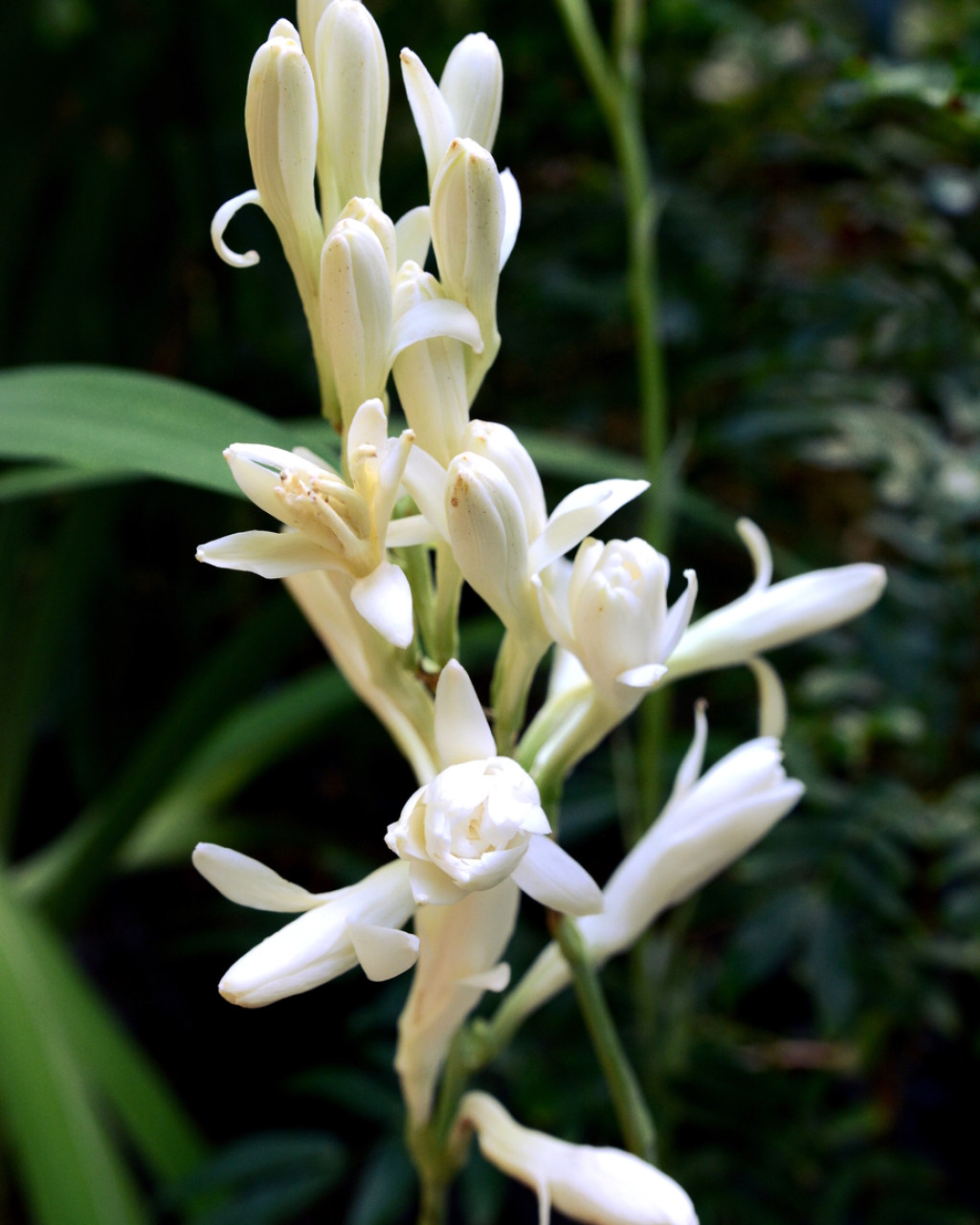 Polianthes tuberosa