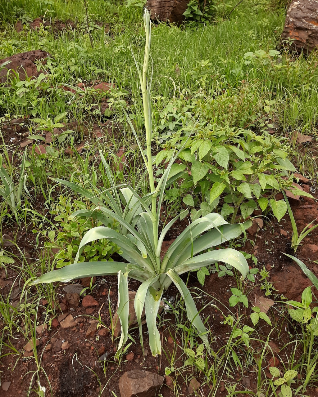 Prochnyanthes mexicana