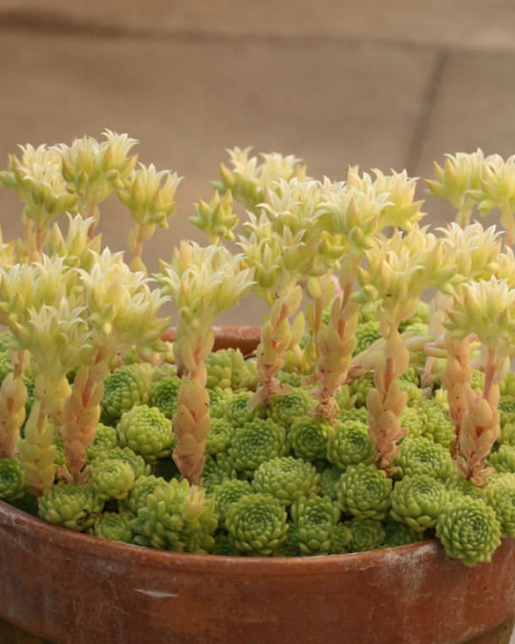 Prometheum chrysanthum