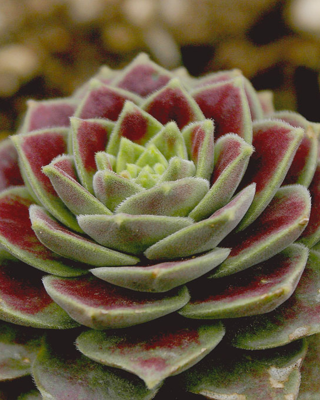 Prometheum sempervivoides