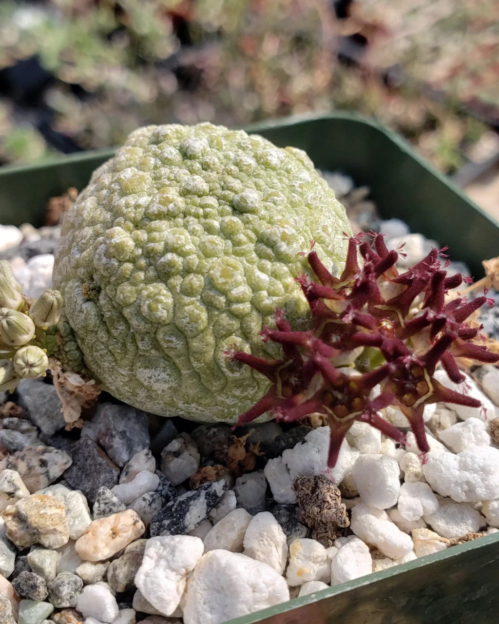 Pseudolithos