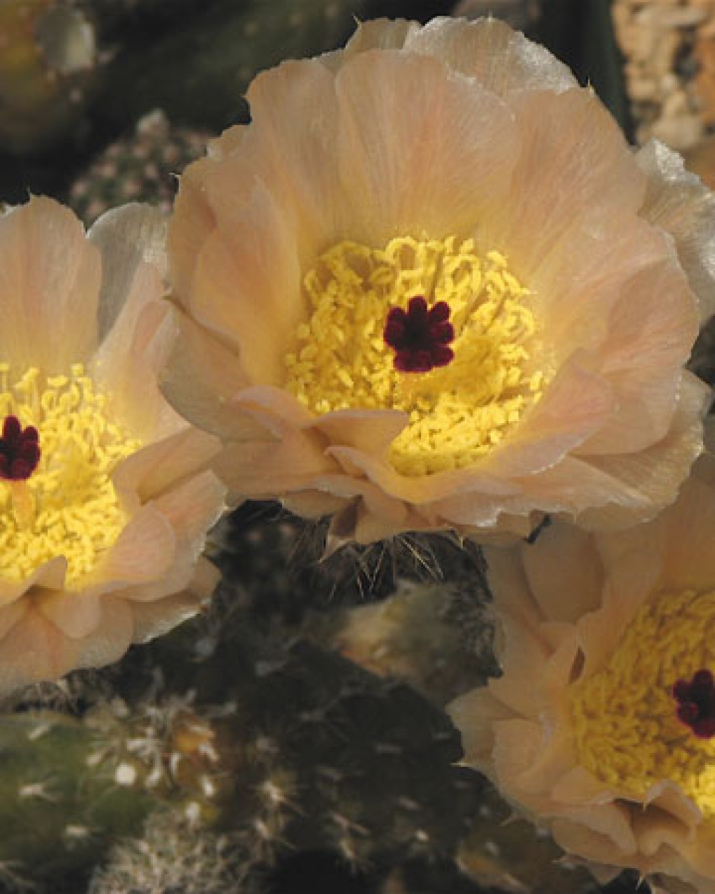 Pterocactus Gonjianii