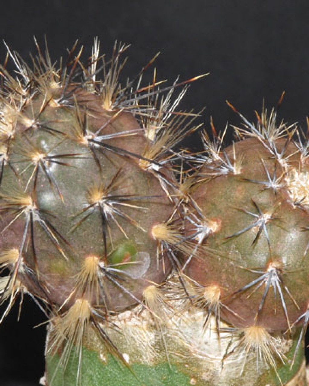 Pterocactus Hickenii