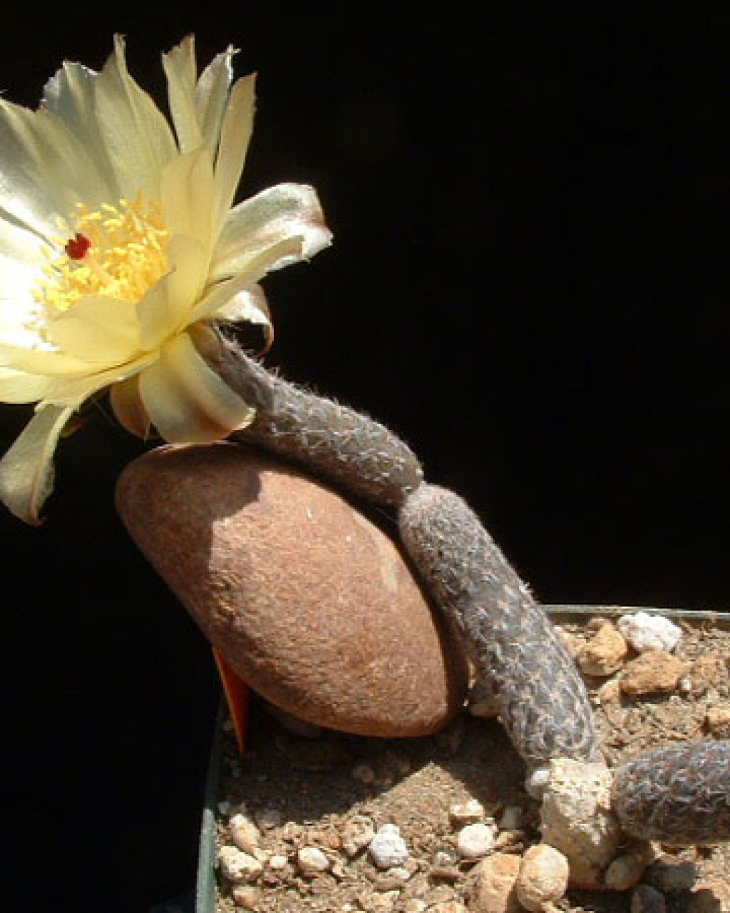 Pterocactus Megliolii