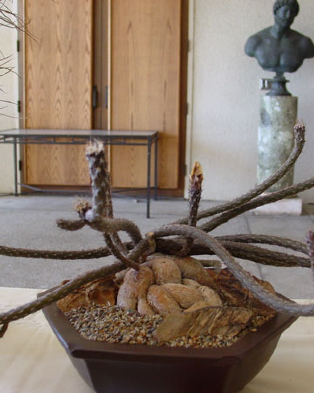 Pterocactus Tuberosus