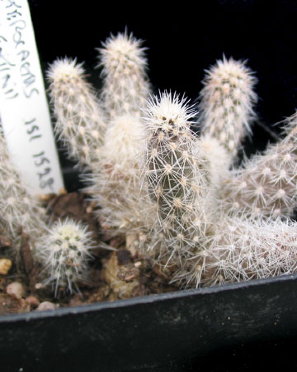 Pterocactus Valentinii