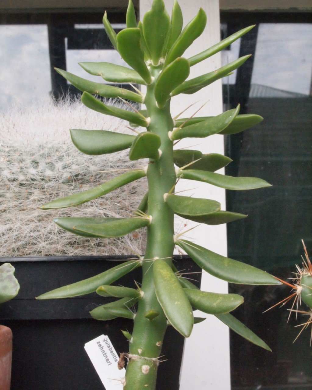 Quiabentia Zehntneri