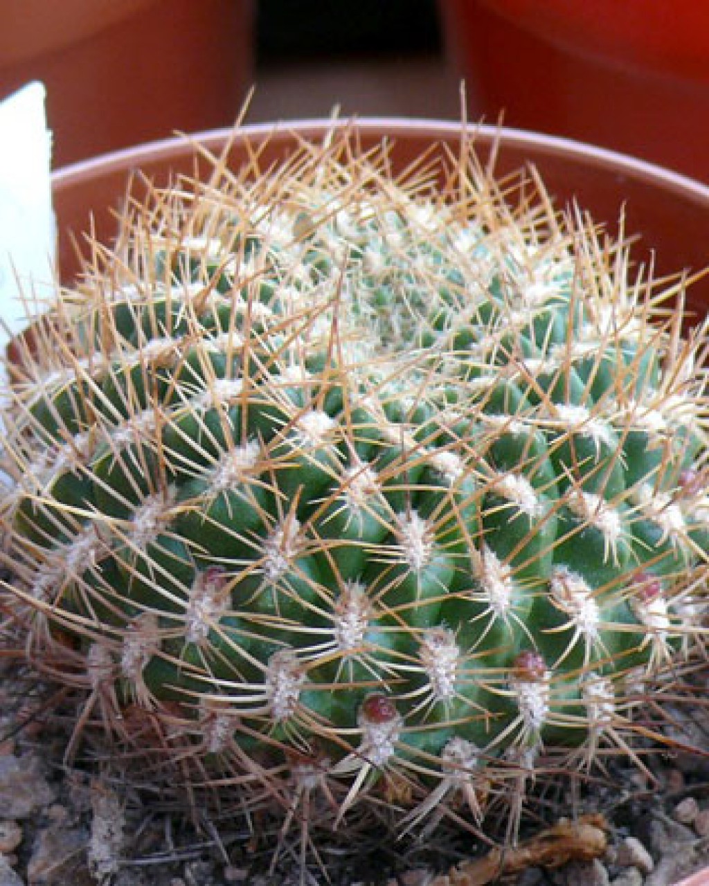 Rebutia Caineana