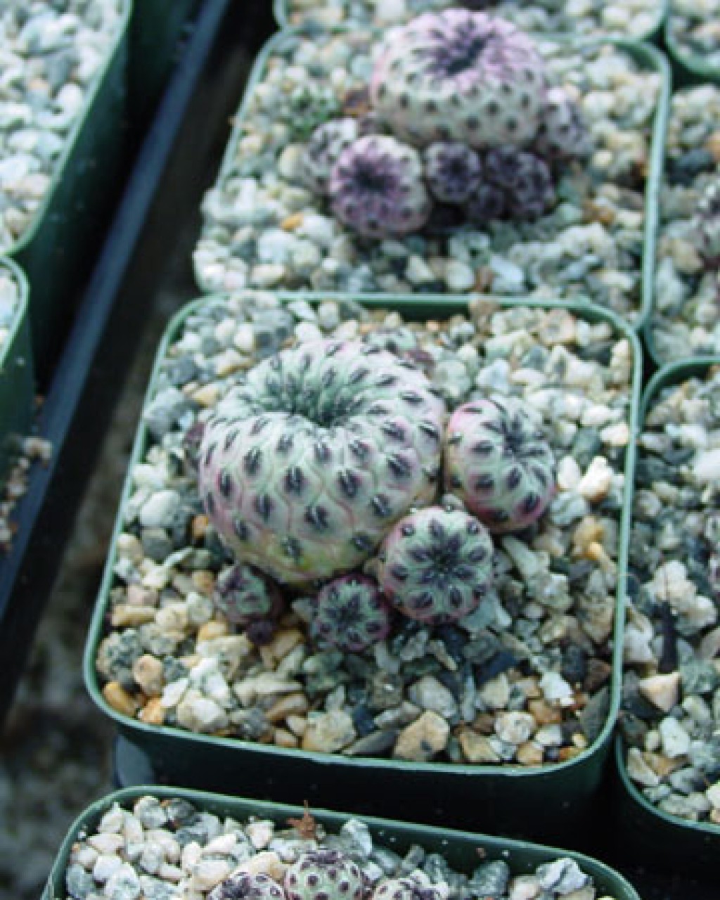 Rebutia Canigueralii