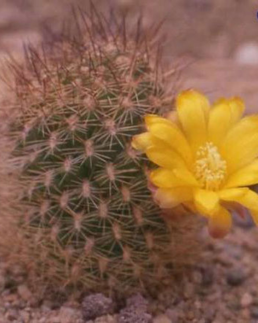 Rebutia Cylindrica