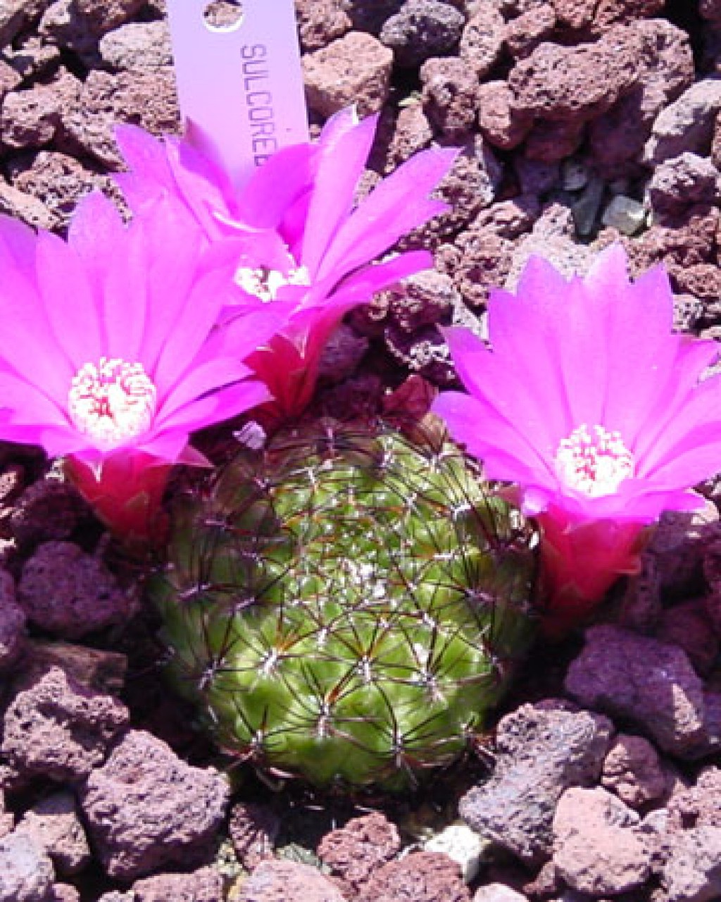 Rebutia Mentosa