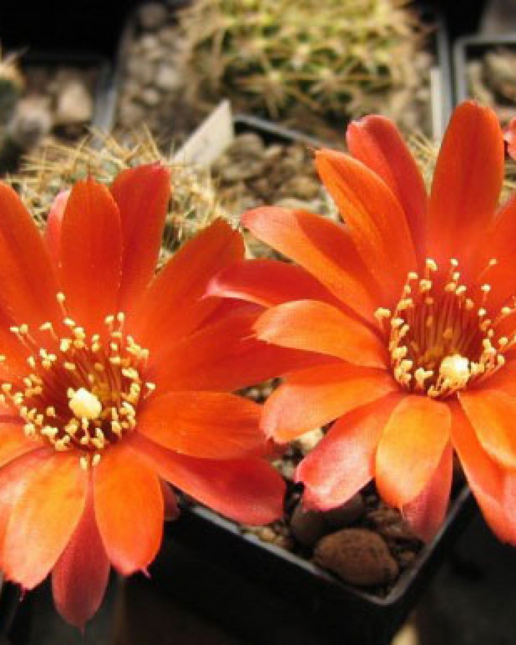 Rebutia Nigricans